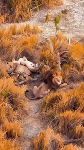 70K views · 97 reactions | What a beautiful Lion Family spotted in the Okavango Delta Okavango Delta, Botswana  Kamran On Bike @kamranonbike  Www.africansafarimag.com #africansafari #africansafarimag #luxurysafari #africansafariconservation #africansafarimagazine #lions #lionpride #botswana #okavangodelta #okavango | African Safari Mag | Facebook