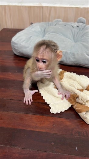 Triangle vs Monkey: A Fun TikTok Challenge