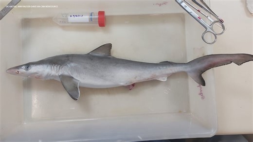 Sharks in Brazil test positive for cocaine, scientists say