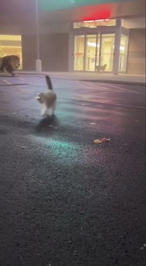 What is this? #shortvideo #shorts #short #cute #cat #funny #2025 #ai