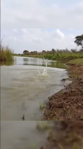 Tragic Scene as Giant Crocodile Attacks Cheetah Cub at Riverbank