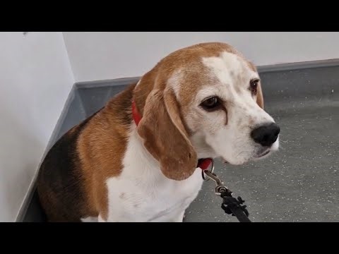Dramatic Beagle Reaction When Realize He's going to the Vet