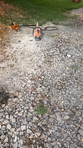 Young boy growing up good. #rooster #reactionsbysf #homesteading #chickens #organic | Shawn Ferris