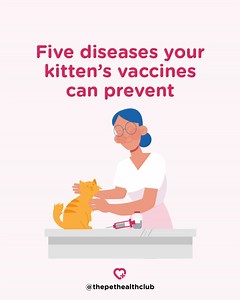 1.1K views | Here's your guide to kitten vaccinations and the deadly diseases they protect your cat from. Don't forget that Pet Health Club members get annual vaccinations included in their plans. This includes a full vaccination course for kittens. | Pet Health Club | Facebook