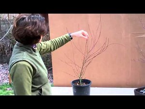 Pruning Japanese Maples with Tricia Smyth Part 2