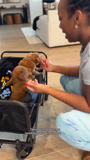 Shana Reed on Instagram: "It’s Plush Day for Washington D.C.! 🇺🇸 These 3 adorable babies are flying out with our flight nanny to meet their new families! 💜🐾 Like we always say — no matter where you are in the world, we will deliver Plush love straight to you! ✈️ Get Plushed today 🫶🏽 #foryou #fyp #dallas #texas #washingtondc #atl #atlanta #plushpupsbyreeds #puppylove #getplushed #viral #chicago #fypシ #doodles #chocolatecity #delivery #nannyservice #vegas #la #phoenix #okc #poodles #puppies 