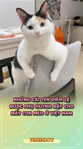 Gorgeous names Vietnamese cat parents give their cats