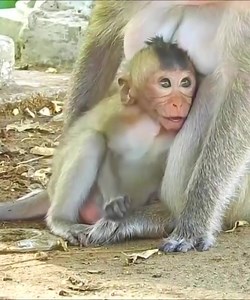 179K views · 4K reactions | Baby monkey asks for mother's milk, angry mother weaning baby. #Monkeyvideos | Monkey Smile | Facebook