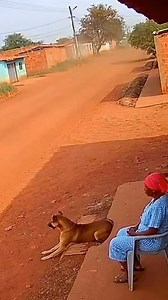 The dog 🐕 had a feeling 🔥🤯. He warned that woman 👩🏾 | Alex Creators