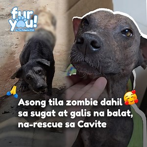 THANK YOU FOR SAVING ZOMZOM! 🥹🐶 Tila zombie ang stray dog na si Zomzom dahil sa mga galis at sugat nito sa balat. Sa kabutihang palad, may isang lalaki ang nagmagandang-loob na ampunin siya. #PhilStarFurYou | Philippine Star