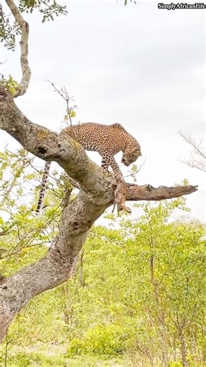 He Aimed Above… Then It All Came Down Fast | Bush Awareness!