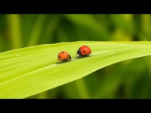 Nap Time | Minuscule And Friends