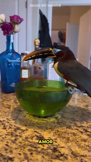 The Grumpy Bird That Learned to Love 😙