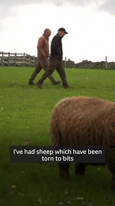 Sheep worrying
