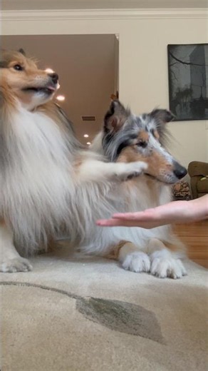 Trying this trick with two pups 🐶 #dogshorts #puppy #sheltie #collies