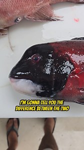 9.4K views · 78 reactions | Did you know the difference between a...