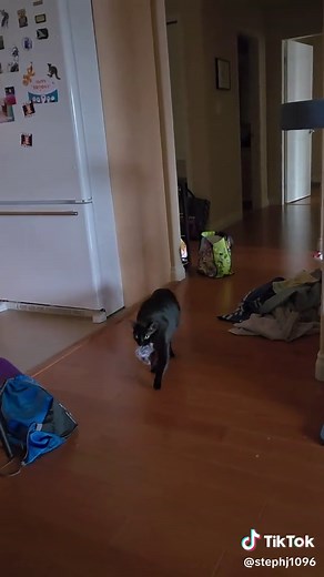 Panther Screaming Like a Woman
