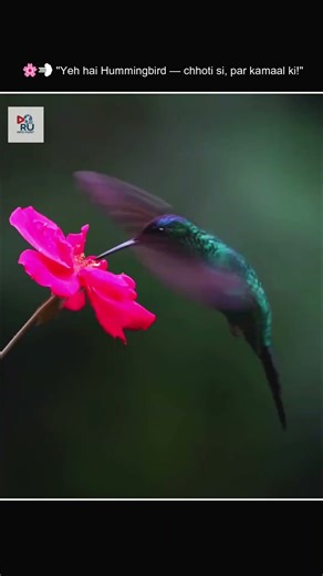 “The World’s Smallest But Most Powerful Bird — Amazing Hummingbird Facts!”