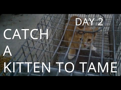 Catching and Taming a Wild Kitten | Days 1 & 2