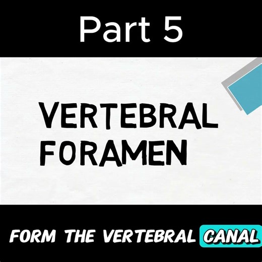 Parts of a Typical Vertebra Explained Simply | Part 5 #anatomy #doctor #mbbs