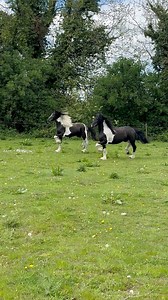 7/8s Friesian 1/8 Gypsy Vanner Filly’s both full sisters 🤩 87.5% Friesian 🇳🇱 12.5% Gypsy Vanner Cob 🇮🇪 #friesian #gypsyvanner #Irish cob #friesiancross #fypreelsシ゚viralシ | Irish Cobs X Friesian Horses