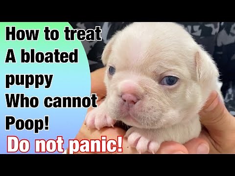 What to do if your puppy cannot poop