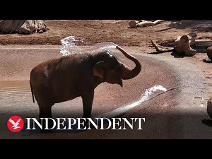 Adorable baby elephant creates sprinkler with trunk to cool down on hot Arizona day