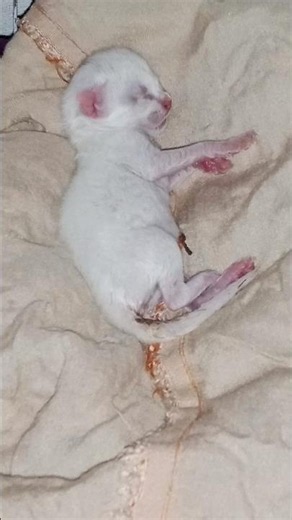 Adorable Newborn Kittens | The Cutest Tiny Cat Babies Ever! 🐱❤️