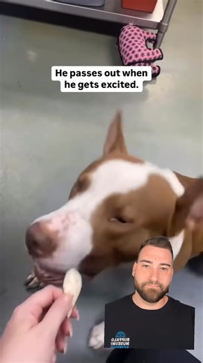 Meet Wally, the narcoleptic dog (and me, the narcoleptic neuroscientist) Narcolepsy is a sleep disorder that affects about 1 in every 2,000 people. If you think you might have it (extremely tired all the time, fall asleep quickly and often uncontrollably) see a sleep specialist for a sleep & nap study. It may change your life. #sleep #narcolepsy #dogs #science #neuroscience #research | Ben Rein, PhD | Facebook