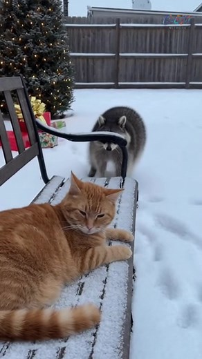 103K views · 3.8K reactions | My stomach hurts from laughing  #christmas #Cutecat #Funny #CrazyCatMoments #CatMeme | Furball Funnies | Facebook