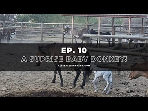 Ep. 10 | A New Baby Donkey and Escaped Horses
