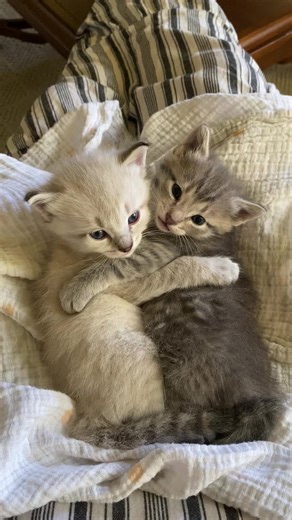 Are you kitten me!!’ So cute #catsoftiktok #kittens #animals