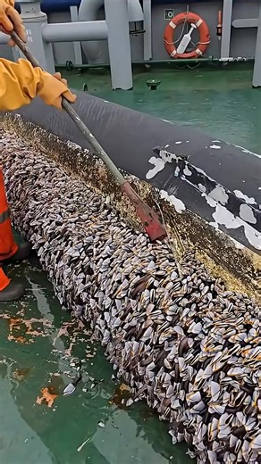 1.9K views | The secret life of goose barnacles | Jordan Goldman | Facebook