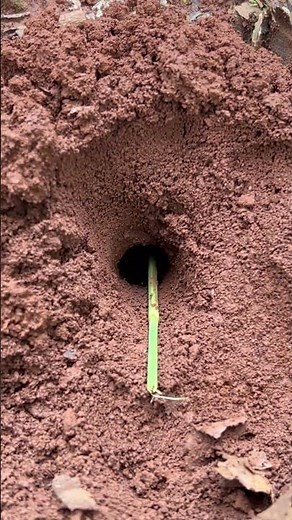 Strong alien cockroach is attacked by venomous ants