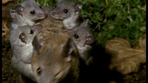 85K views · 2.8K reactions | Need a lift? This grey short-tailed opossum is carrying her young on her back, something moms do until their babies are able to fend for themselves. : Neil Bromhall #VOTD #VideoOfTheDay | Animal Planet | Facebook
