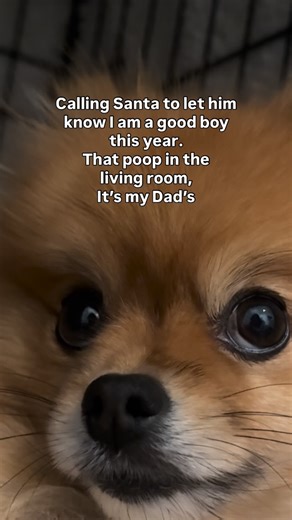BohBoh The Pomchi on Instagram: "I already explained it to mom… now I have to clear it up with Santa too 😎 so he can forget about Dad’s present 🎁😏"