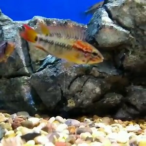 Male Apistogramma Macmasteri flaring at another male. | The fish room