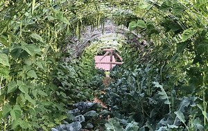 DIY Hoop House or Bean Trellis