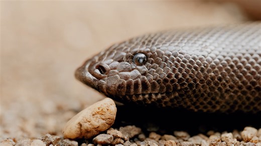 Scientists found a snake longer than a school bus - it weighed more than a ton