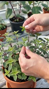 24K views · 218 reactions | Unleash Oregano's Superpower: Boost Immunity Naturally #celebration | Take This Recipe | Facebook