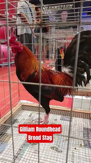 PBF 2025 | Jeyshi Dimafelix #chicken