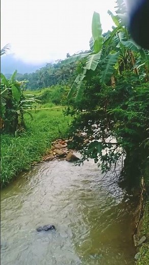 Terapi Air, Cara Cepat Bikin Burung Lebih Tenang!