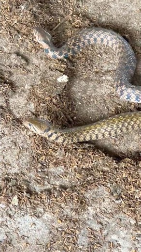 농부의 닭 우리에 뱀이 두 마리 있습니다.332211 #shortvideo #snake #animals #rắn #gà.
