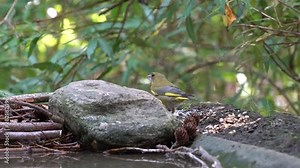 greenfinch in the garden eating seeds, next to drinking water