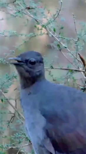 Lyre Bird #azkakicau #monetisasikonten #fbpro #vod #photo #foto #cerita #text #sms #mk #reel #reels #bird #birds #nature #world #viral #burung #gacor #kicau #unggas #masteran #fyp | Azka Kicau