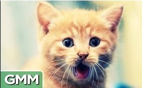 【GMM】带你了解喵星人的语言