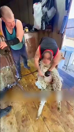 Amazing Sheep Shearing Machine Revolution 😳 Fast & Smart Farming Technology!