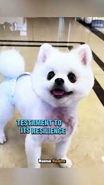 From Stray to Loved A Pomeranian’s Journey