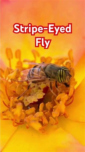 Stripe Eyed Fly! #insectvideo #naturevideo