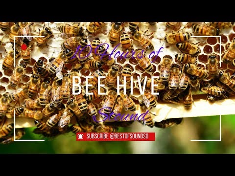 10 Hours of Natural Bee Hive